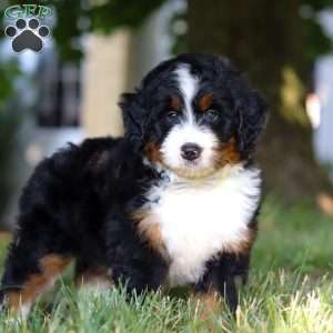 Captain, Mini Bernedoodle Puppy